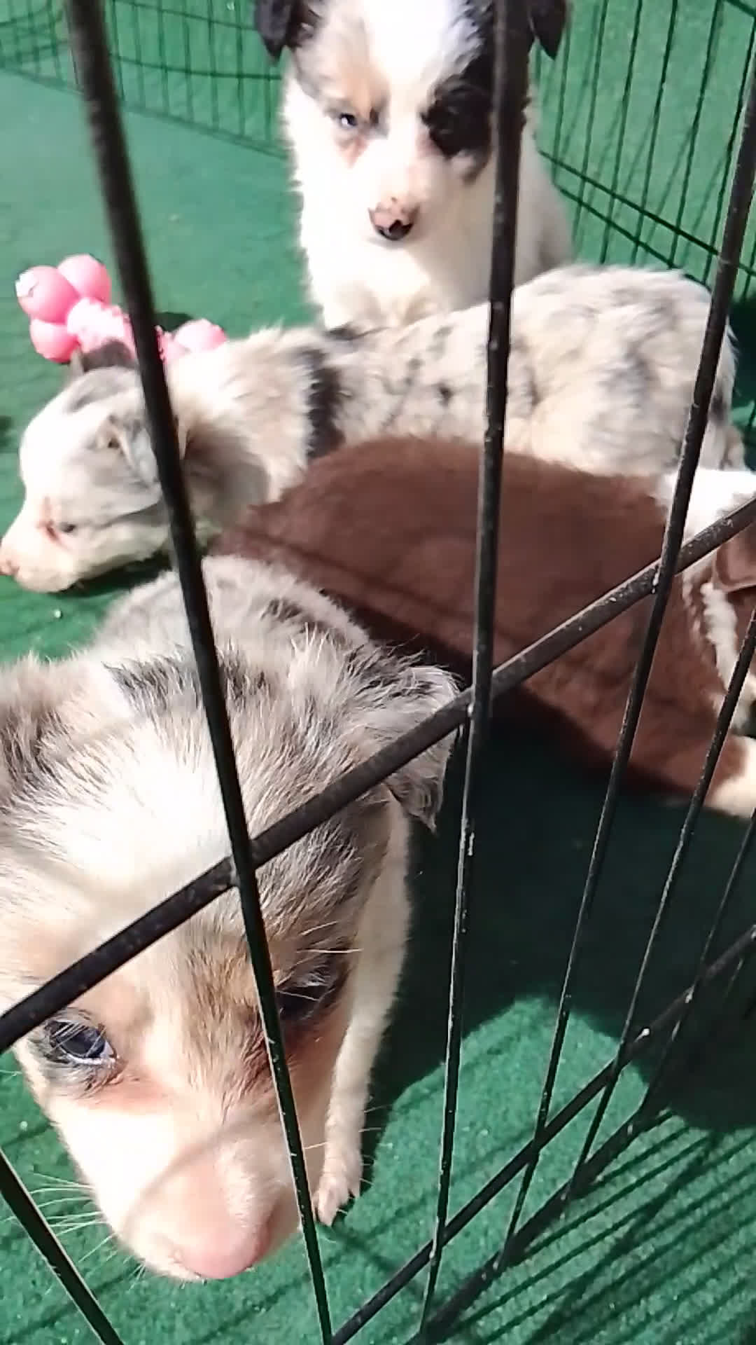 Border Collie perros en venta: Cacharros de border collie  - Video 2