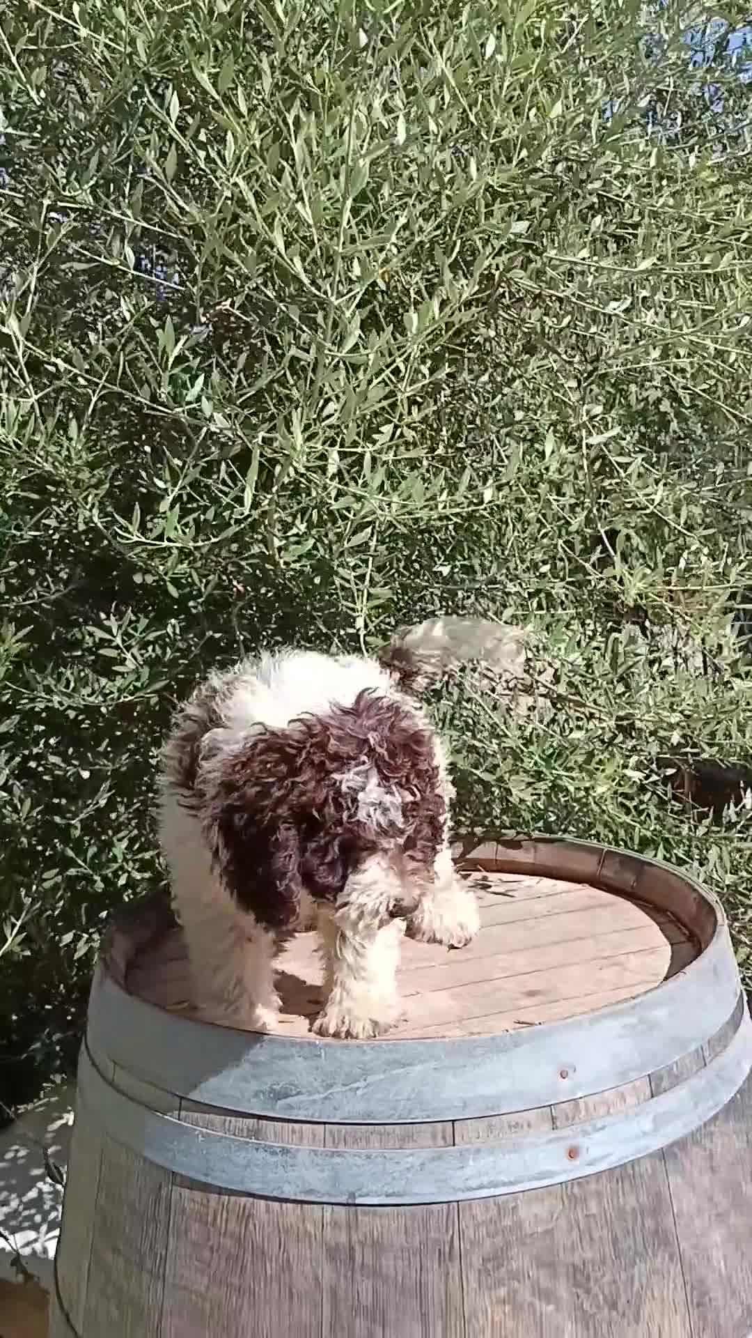 Perro de Agua Español perros en venta: Perro de agua  - Video 1