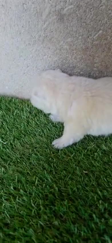 West Highland White Terrier perros en venta: Westy  - Video 2