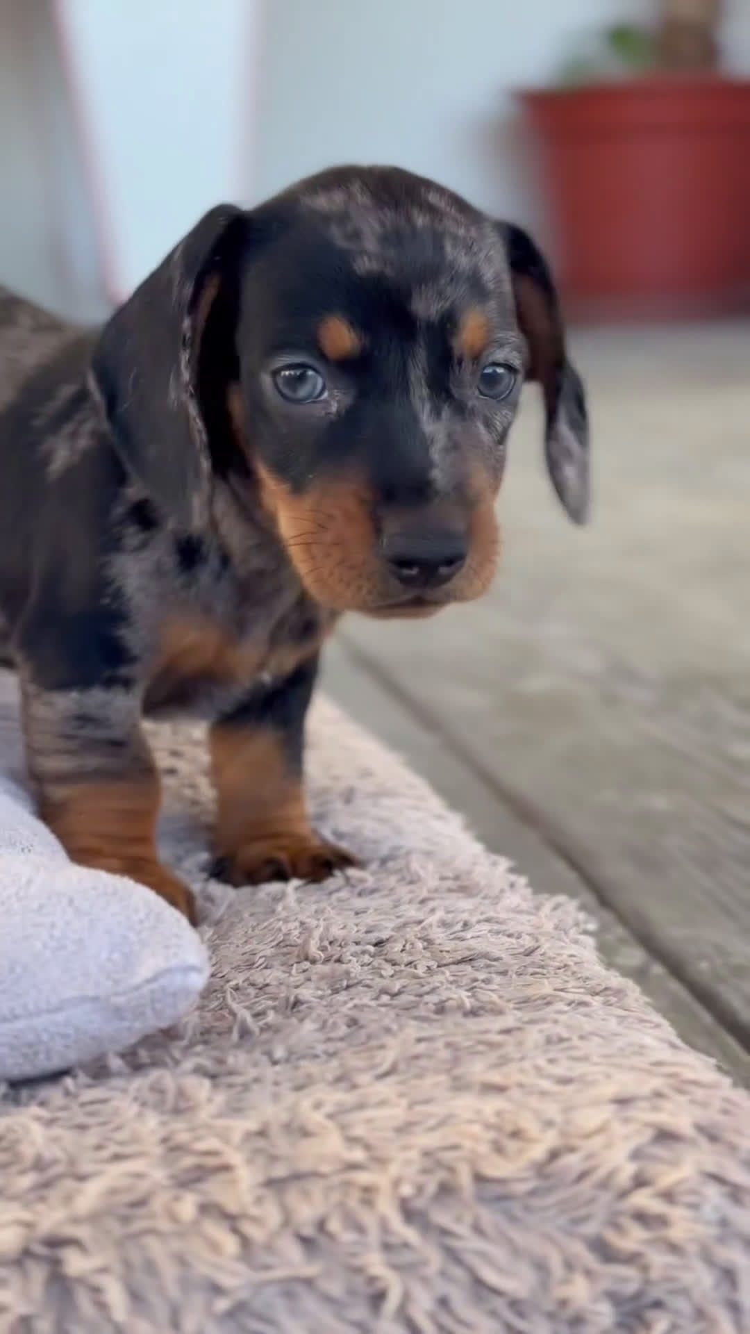 Teckel perros en venta: 🤎 Kodat, Byron y Curry – Teckel miniatura  🐾 - Video 2