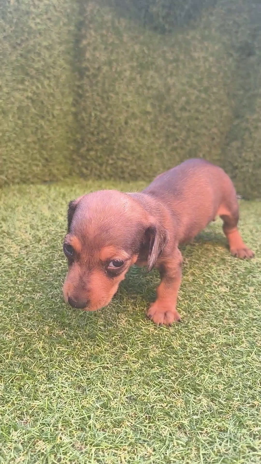 Teckel perros en venta: camada teckel canichen varios colores  - Video 2