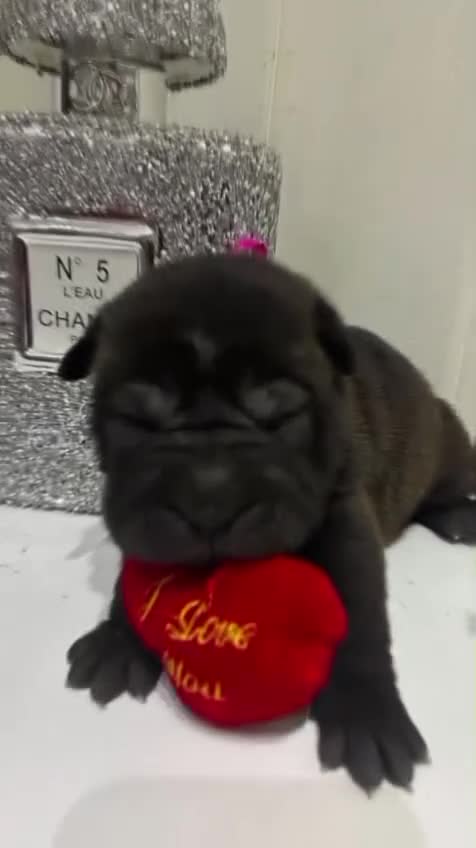 Shar Pei perros en venta: Se vende cachorros shar pei - Video 1