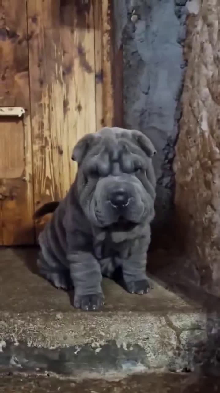 Shar Pei perros en venta: ‼️‼️Preciosa camada de minipeis linea americana - Video 1