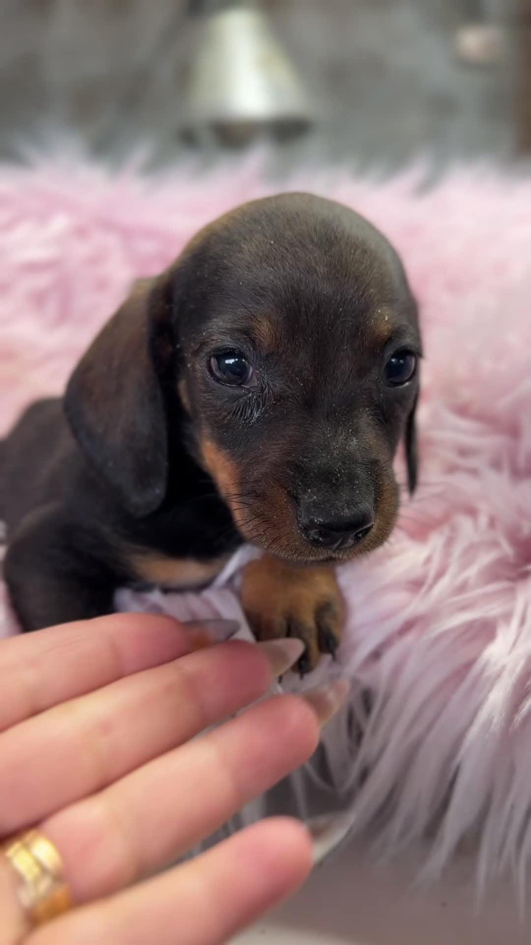 Teckel Miniatura perros en venta: Teckel hoja seca Kaninchen  - Video 1