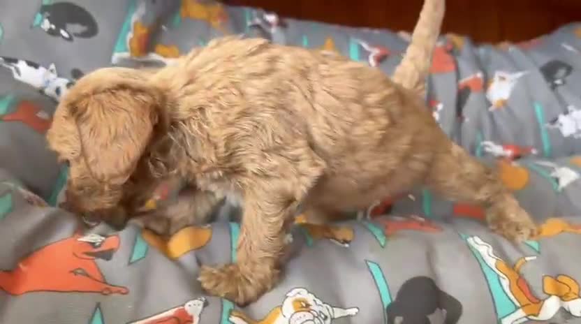 Cavapoo perros en venta: Camada de cavapoo nacionales. - Video 1