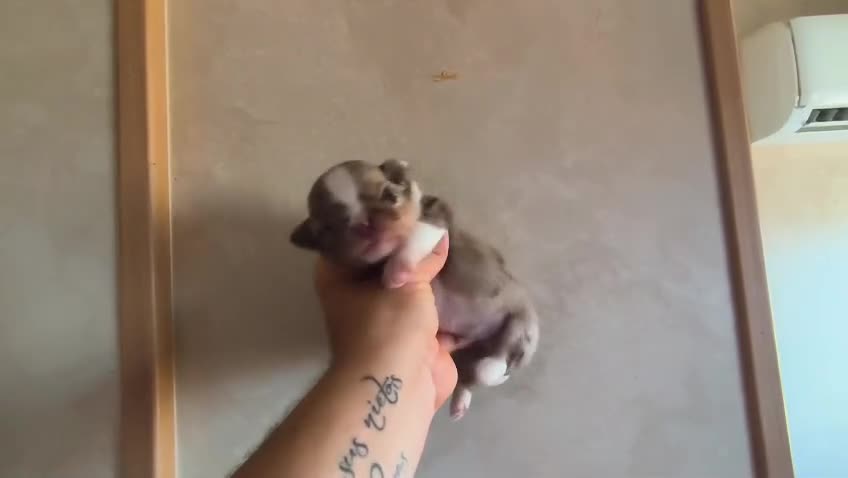 Chihuahua perros en venta: Chiuaua - Video 1