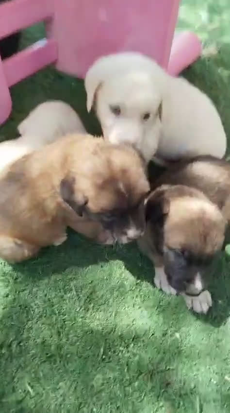 Mastín Español perros en venta: CAMADA MASTIN ESPAÑOL  - Video 1