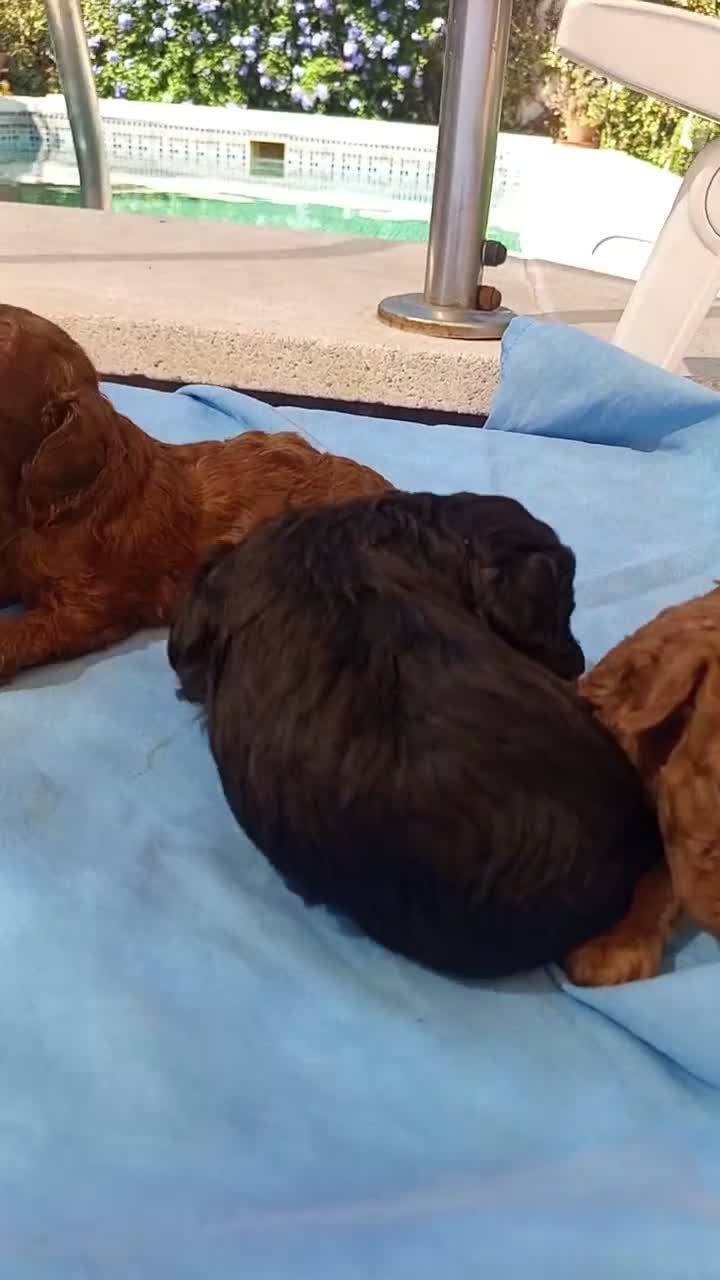 Raza Mixta perros en venta: Preciosa camada de caniches  - Video 2