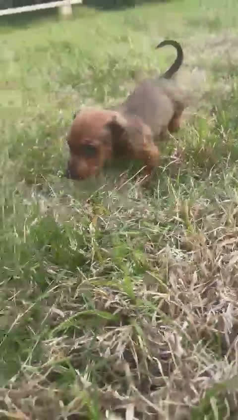 Teckel Miniatura perros en venta: Teckel muy pequeño  - Video 1