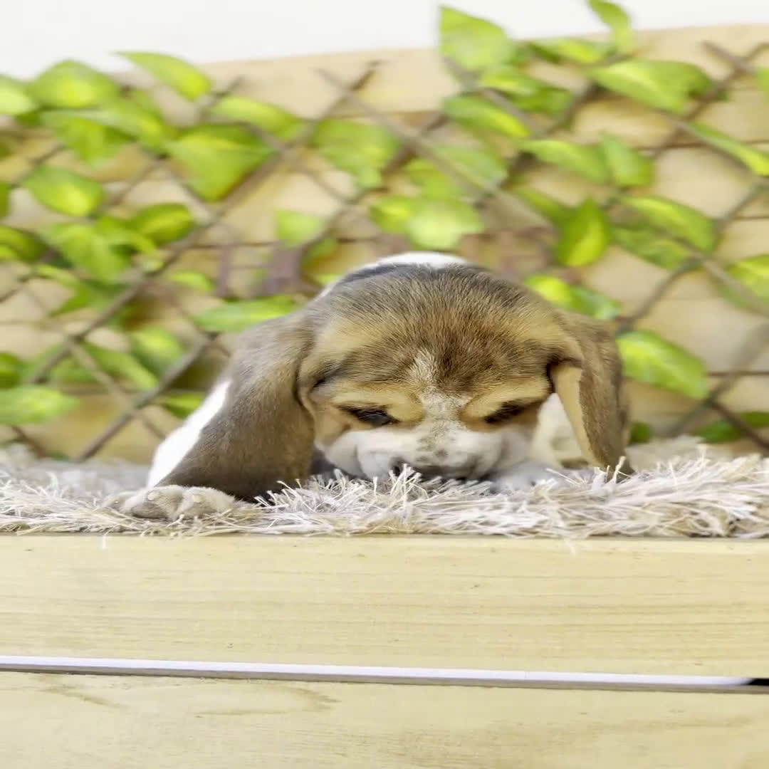 Beagle perros en venta: Camada de Fauna - Video 1