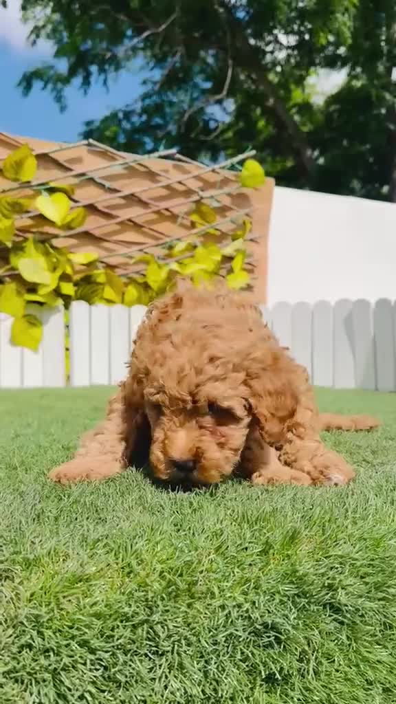 Caniche Toy perros en venta: CANICHE  - Video 1
