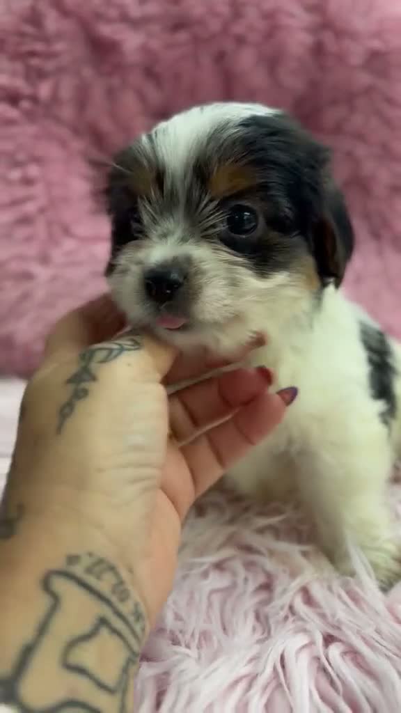 Biewer Yorkshire Terrier a la Pom Pon perros en venta: Preciosa hembra Biewer - Video 1