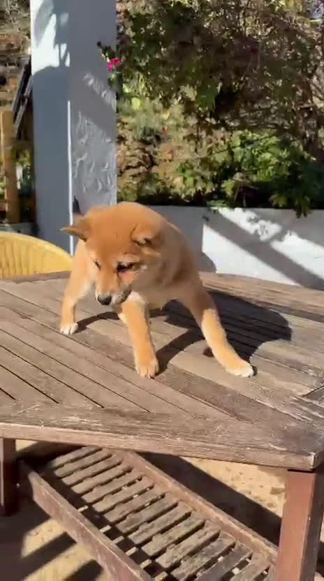 Shiba Inu perros en venta: Shiba Inu rojos machos disponibles preciosos bebes - Video 1