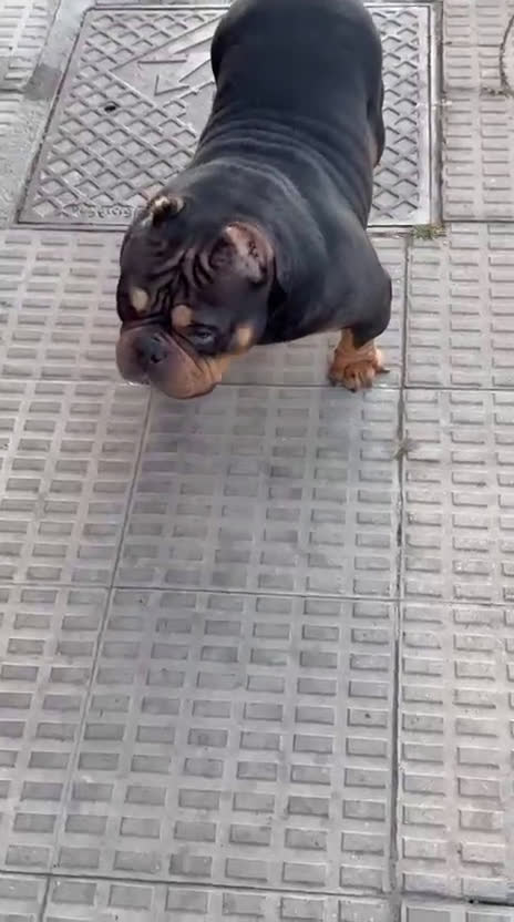 American Bully perros en venta: American Bully  - Video 2