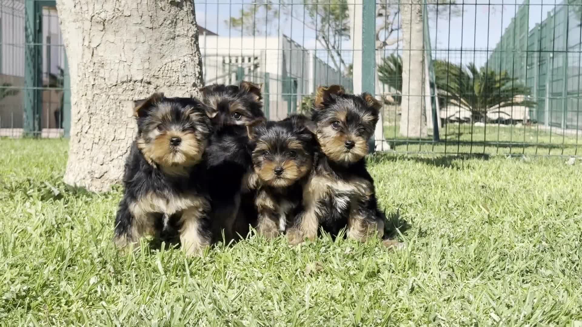 Yorkshire Terrier perros en venta: Yorkshire - Video 1