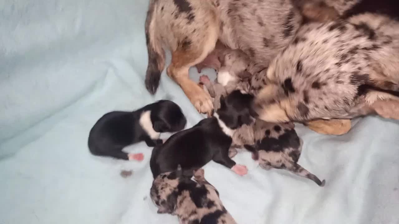 Chihuahua perros en venta: Camada Kiwi chihuahua  - Video 1