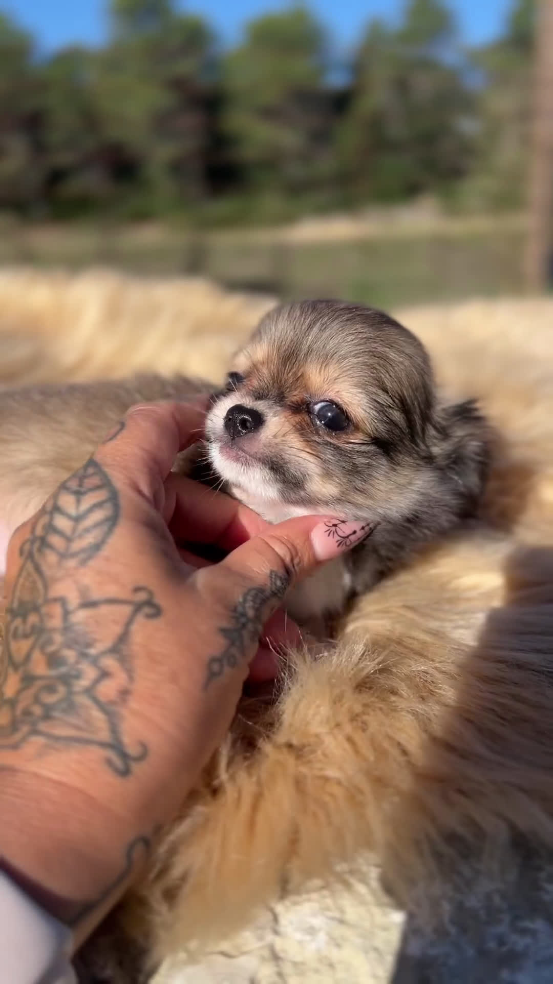 Chihuahua perros en venta: Chihuahua leonado toy  - Video 1