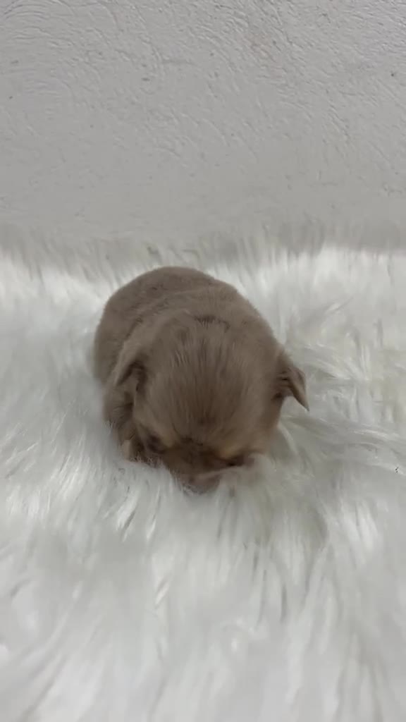 Chihuahua perros en venta: CHIHUAHUA MINI TOY PELO LARGO HEMBRA - Video 1