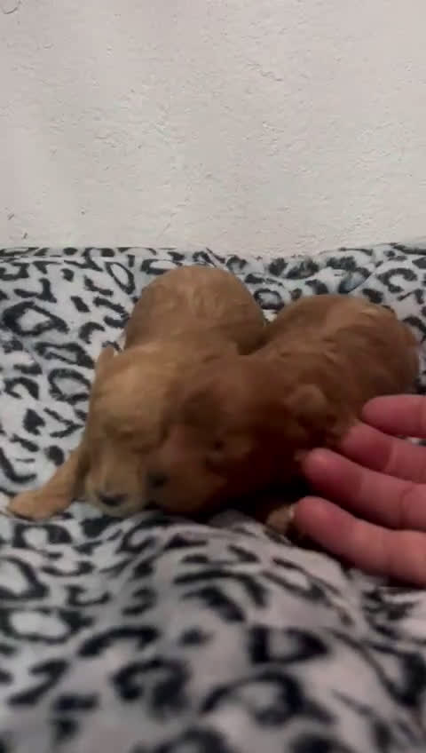 Caniche Toy perros en venta: Caniches toys - Video 1