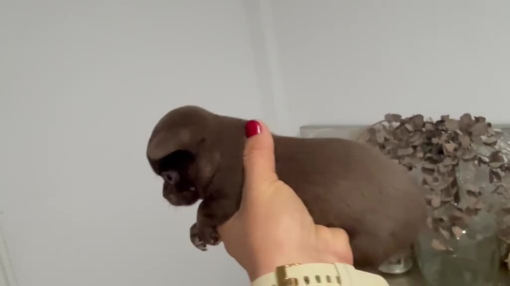Chihuahua perros en venta: Dos machos de chihuahuas toy linea rusa - Video 2