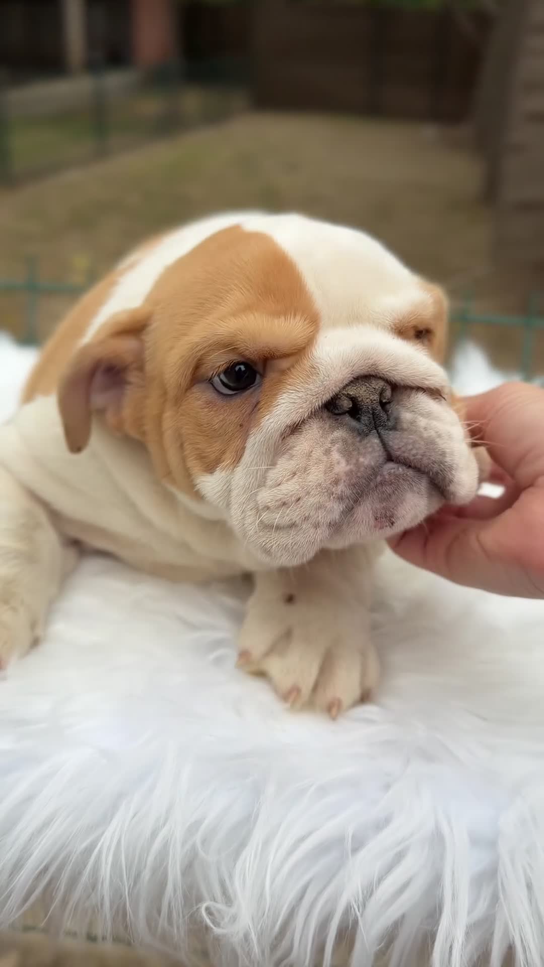 Bulldog Inglés perros en venta: Bulldog inglés de calidad  - Video 1
