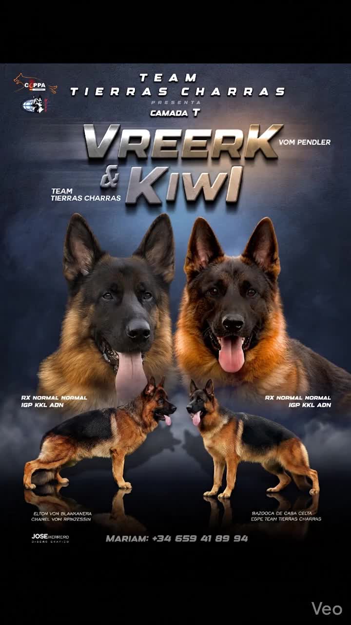 Pastor Alemán perros en venta: Espectaculares cachorros de pastor alemán  - Video 2