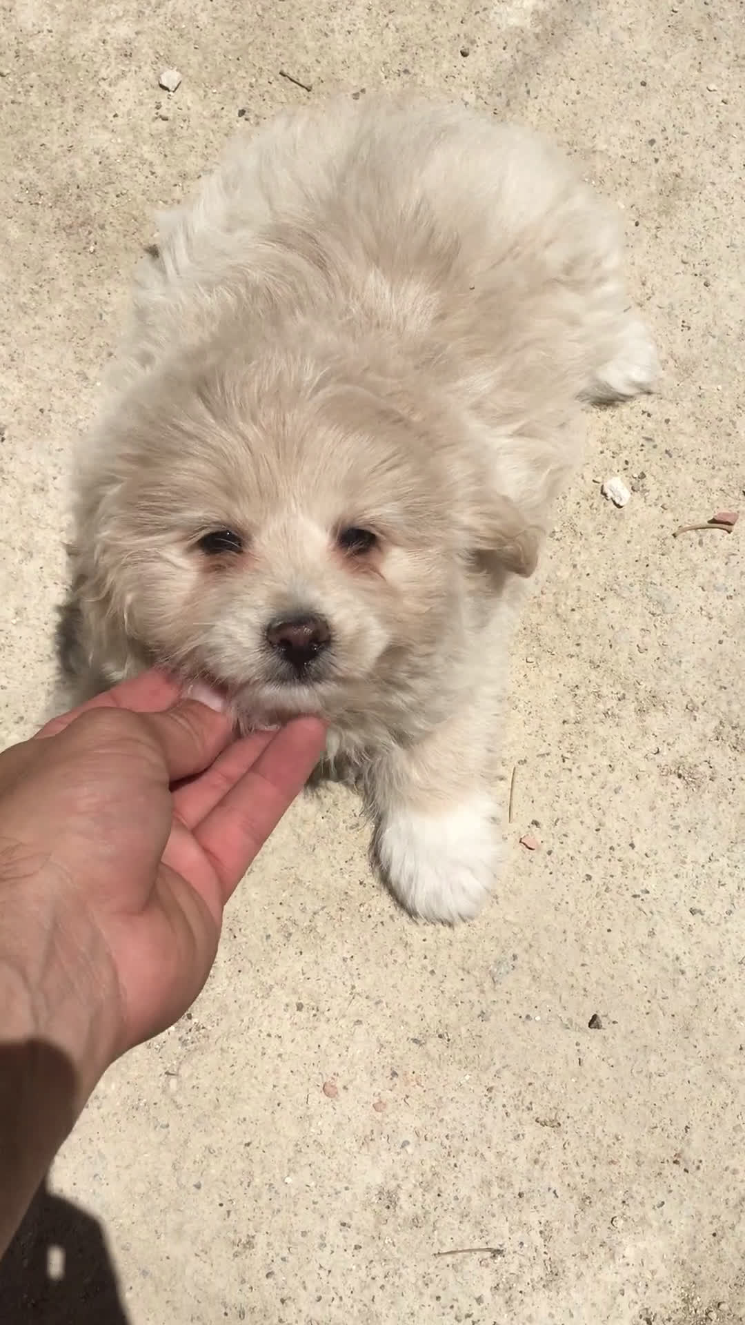 Maltipoo perros en venta: MALTIPOO  - Video 1