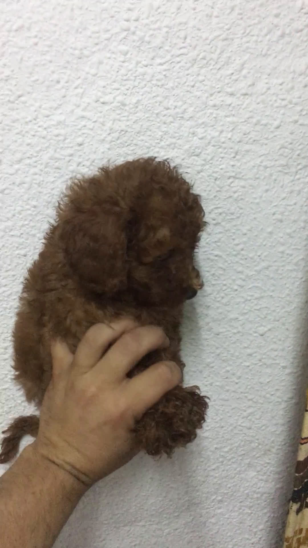 Caniche Toy perros en venta: CANICHES TOYS ROJOS PIMENTÓN  en Madrid - Video 3