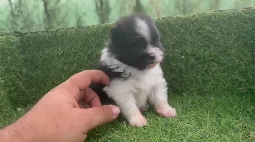 Pomerania perros en venta: POMERANIAS - Video 3