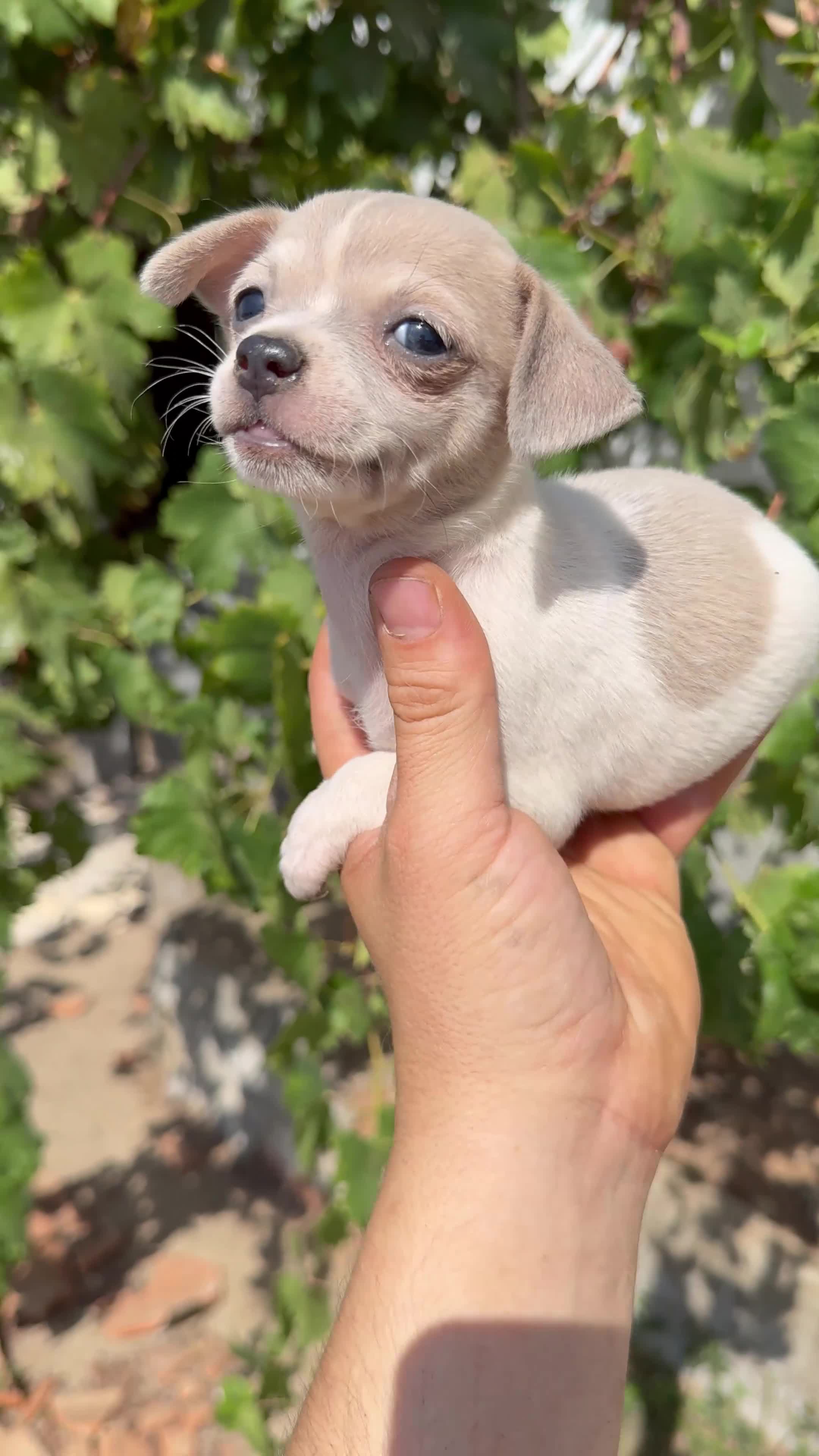 Chihuahua perros en venta: Chihuahua  - Video 4