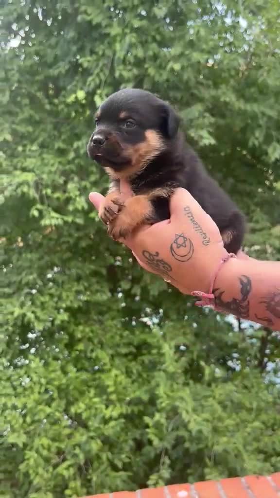 Rottweiler perros en venta: Rottwuiler  - Video 2