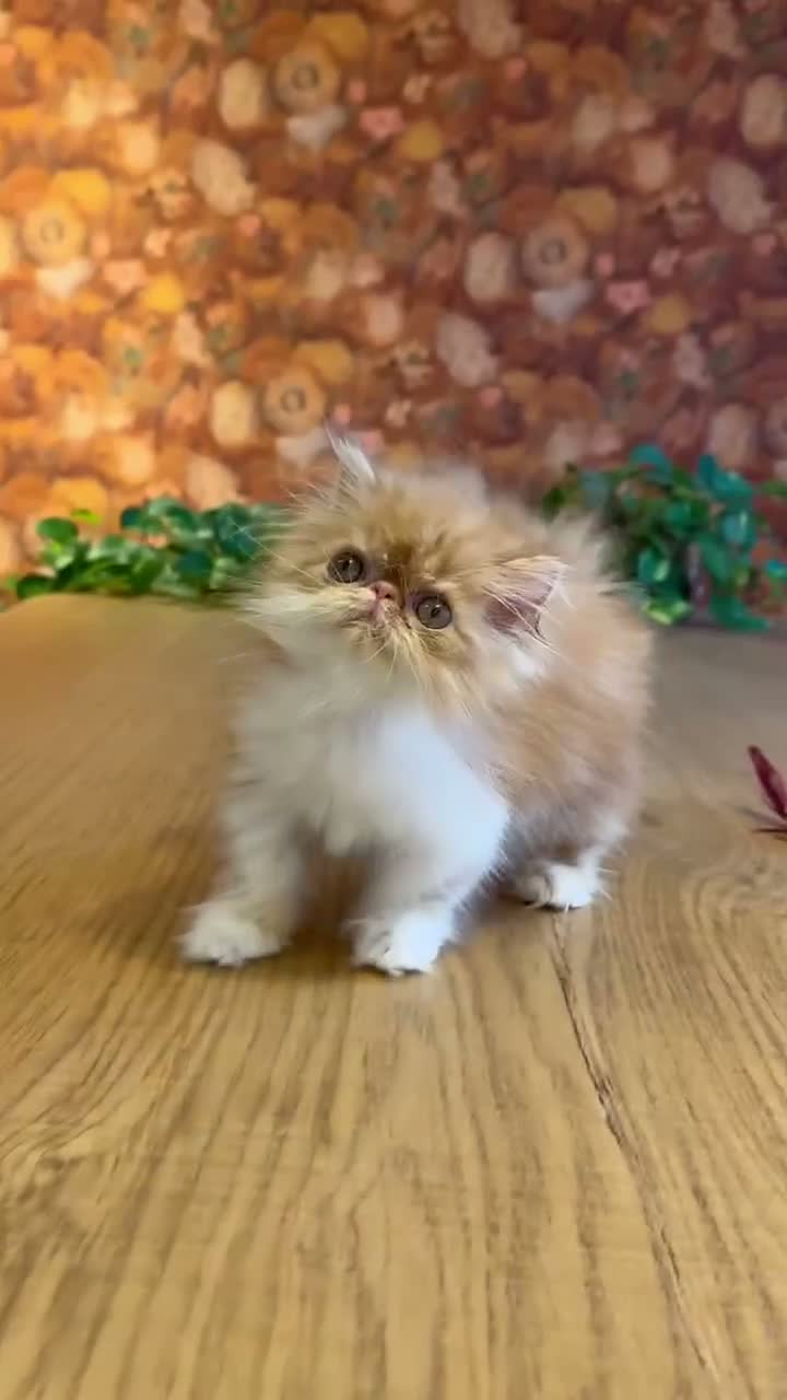 Persa gatos en venta: Persa Bicolor Rojo - Video 1