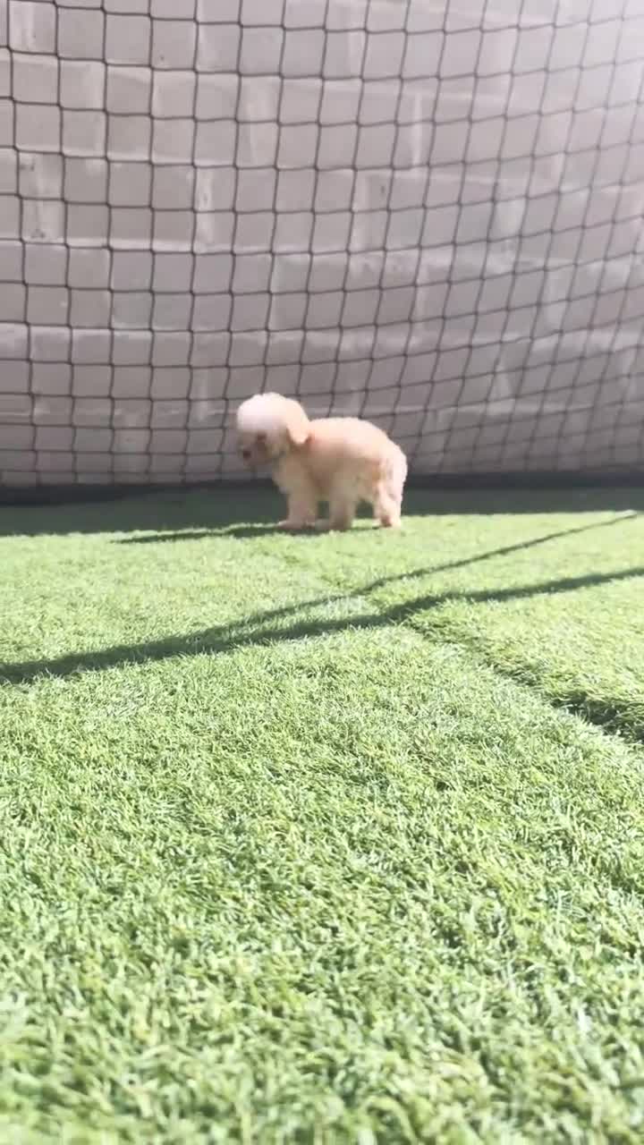 Caniche Toy perros en venta: Ultimo machito de la camada en Ávila - Video 1