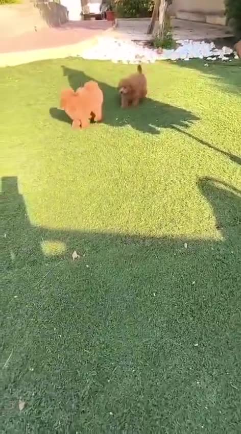 Caniche Toy perros en venta: Caniches toy machos - Video 1