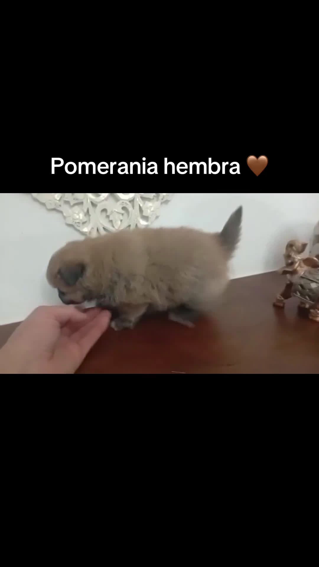 Pomerania perros en venta: Hembra Pomerania  - Video 1