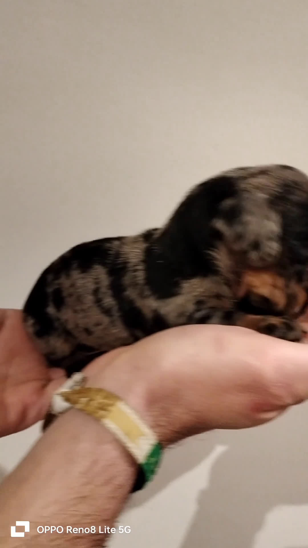 Teckel Miniatura perros en venta: Cachorros de teckel Arlequin miniatura  - Video 1