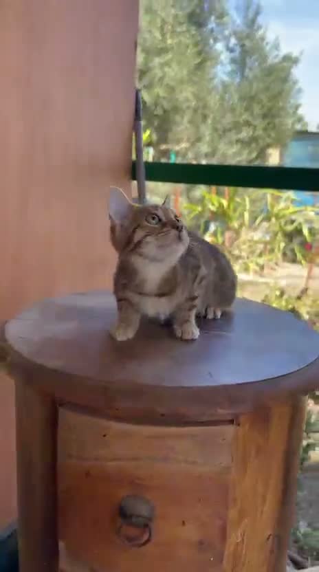 Bengalí gatos en venta: Bengalí hembra increíble guapísima  - Video 1