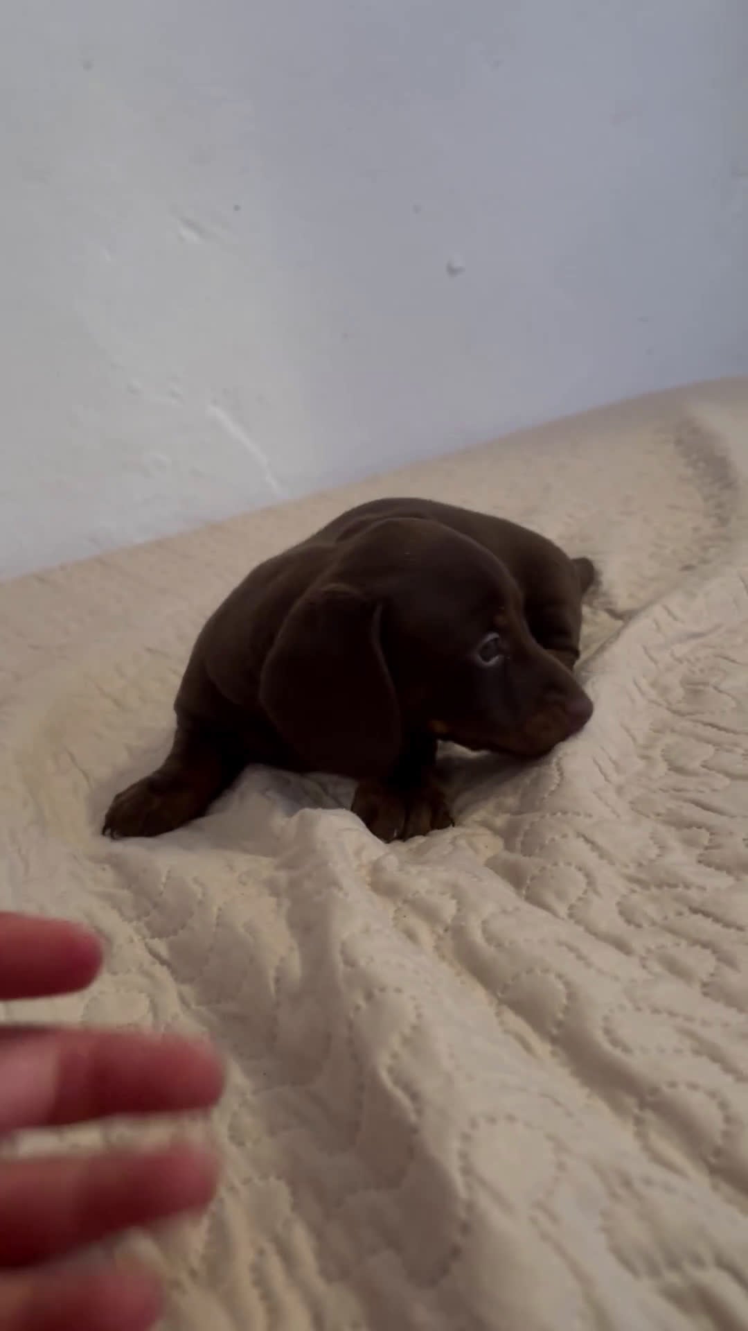 Teckel perros en venta: Teckels kaninchen  - Video 2