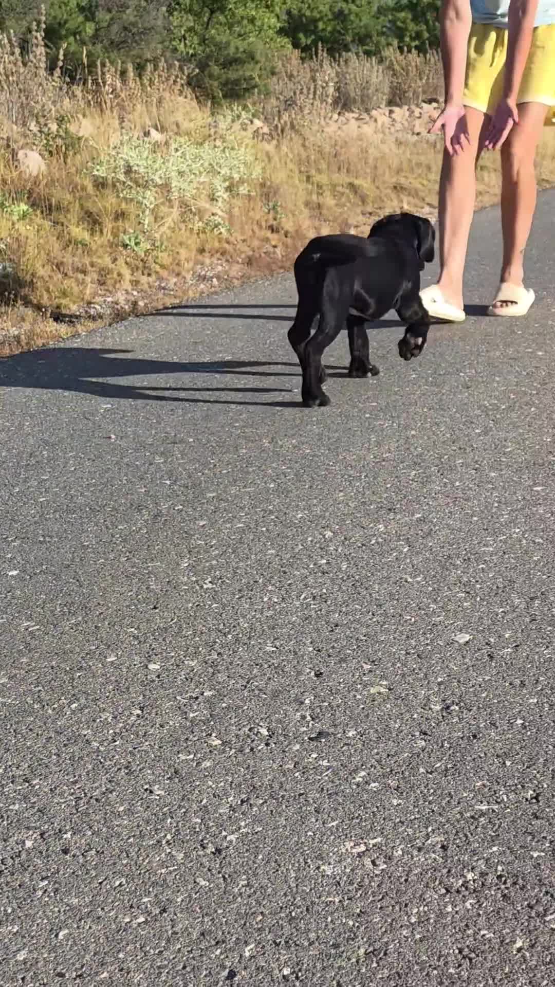 Cane Corso perros en venta: Cachorra de cane corso - Video 1