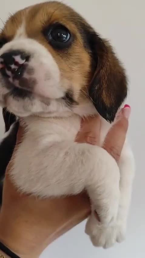 Beagle perros en venta: Beagle 641387649 - Video 2
