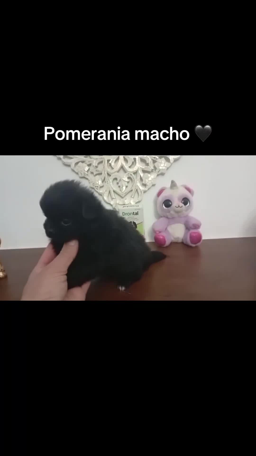 Pomerania perros en venta: Pomeranias machos  - Video 1