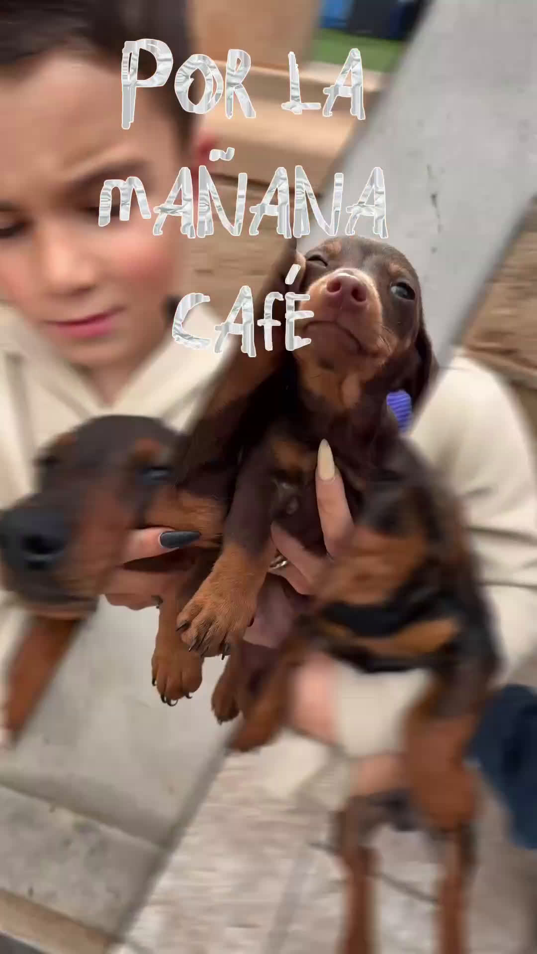 Teckel Miniatura perros en venta: Teckel mini en Illes Balears - Video 1