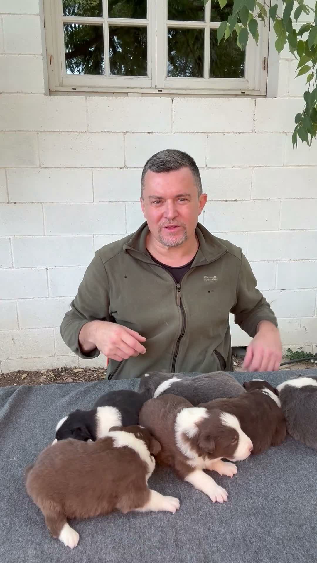 Border Collie perros en venta: 🐾 NUEVOS BORDER COLLIE EN LA GRANJA DE FLIX 🐾 - Video 1