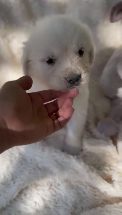 Golden Retriever perros en venta: Golden Retriever macho  - Video 1