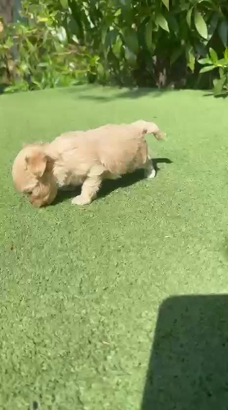 Maltipoo perros en venta: Maltipoo Toy preciosos  - Video 1