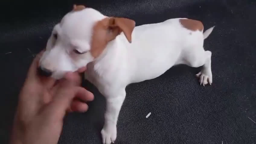 Jack Russell Terrier perros en venta: Camada de Jack Russell Terrier 450€ - Video 4