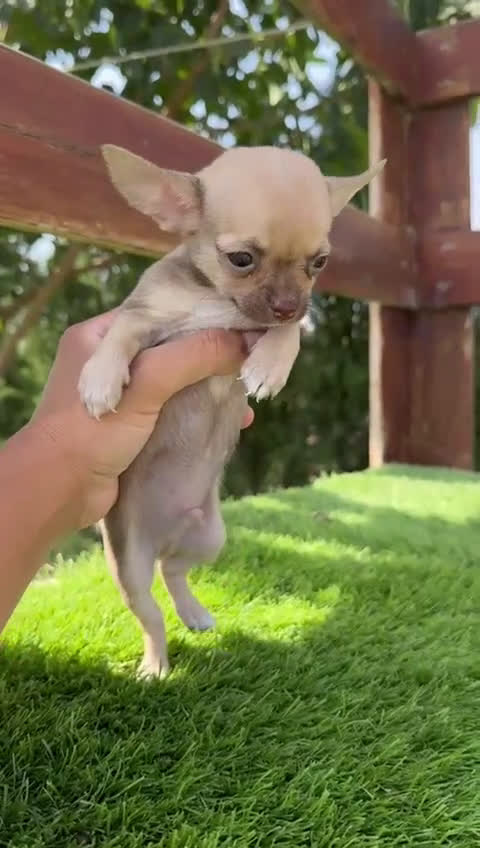 Chihuahua perros en venta: CHIHUAHUA MACHO  - Video 1