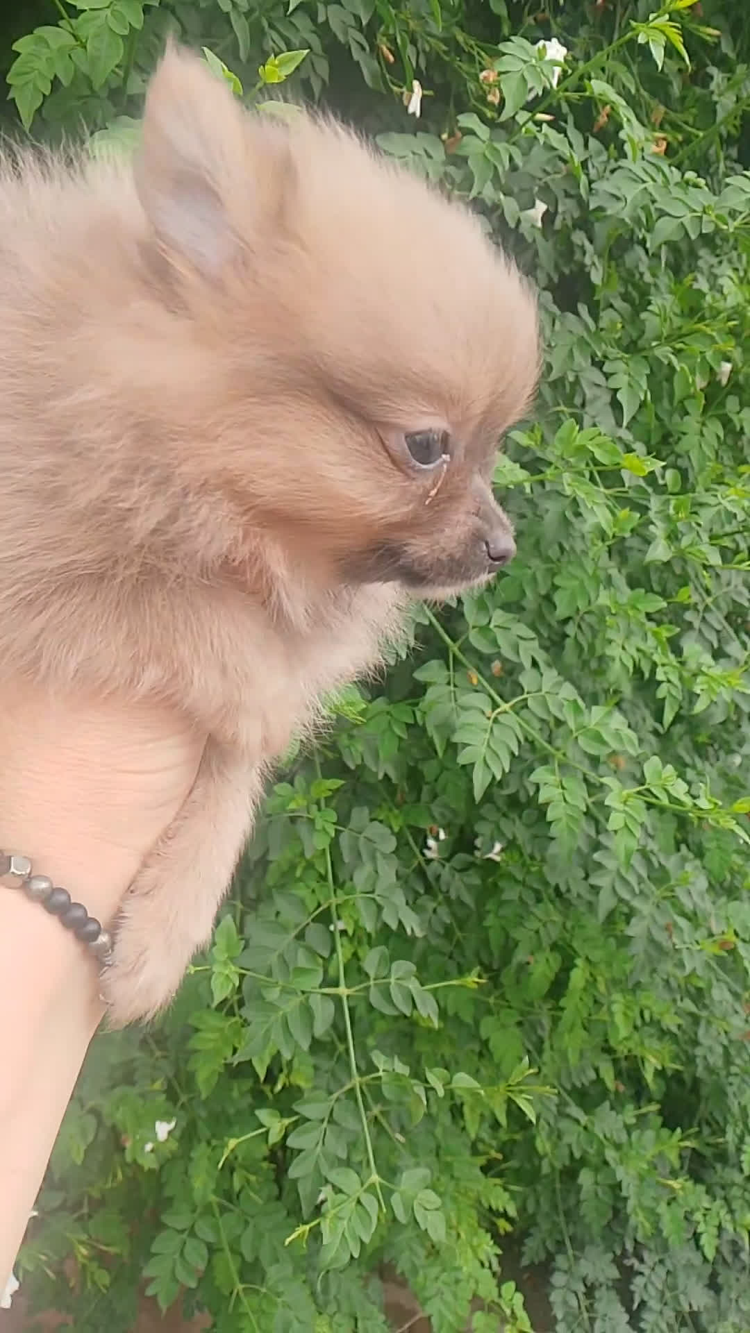 Pomchi perros en venta: Última hembra de pomchi blue fraw  - Video 1