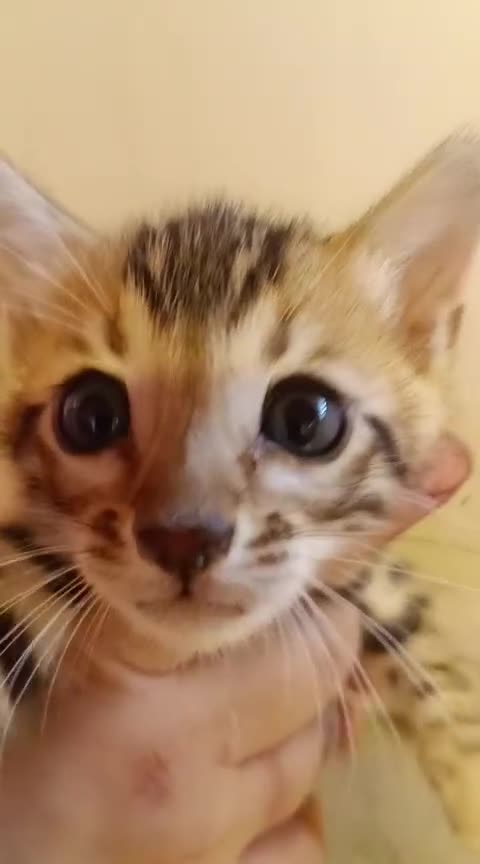 Bengalí gatos en venta: GATITO BENGALI - Video 1