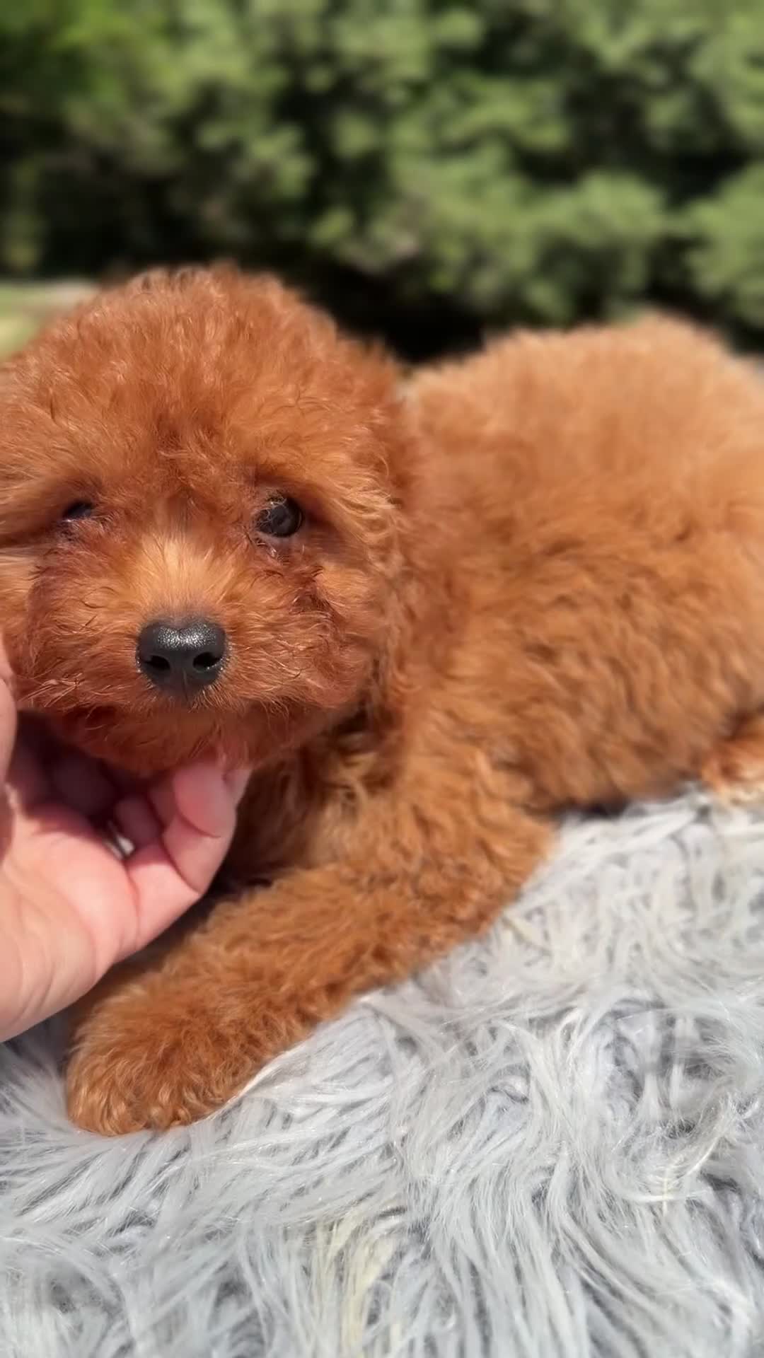 Cavapoo perros en venta: Cavapoo rojo intenso  - Video 1